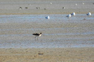 Aguja colinegra, Limosa limosa. Black-tailed godwit.